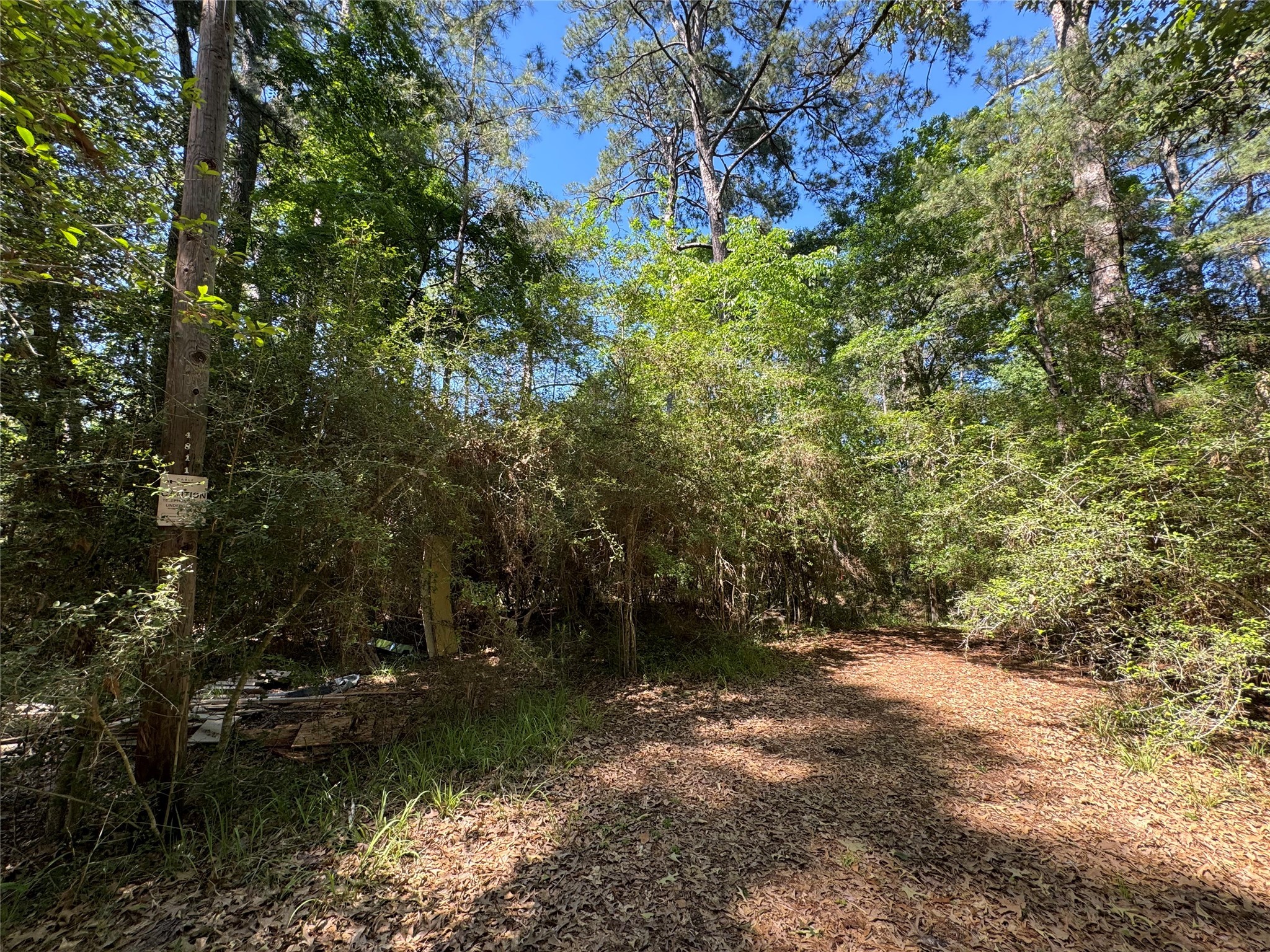 183 Mockingbird Lane Trinity, TX 75862 - Photo 7 of 7 a view of a forest with trees