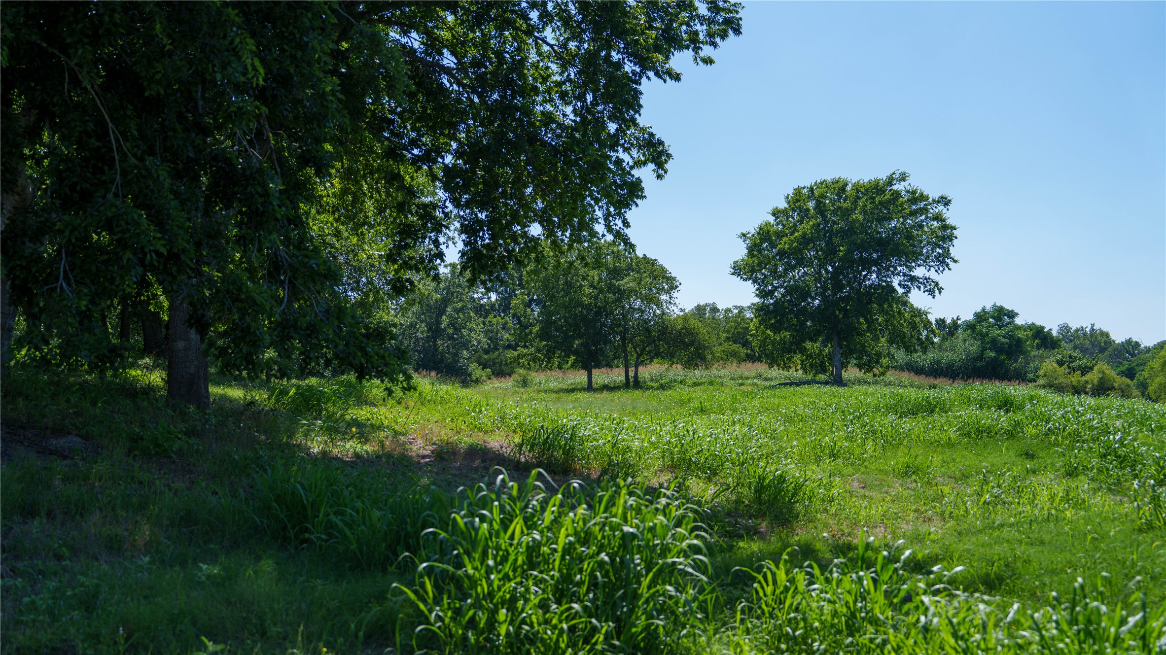 Tbd Lost Acres Loop Blanco, TX 78606 - Photo 26 of 39 a view of a lush green space