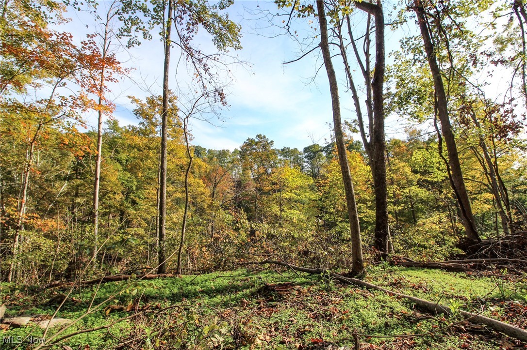 15999 State Route 26 Reno, OH 45773 - Photo 16 of 18 View of woods