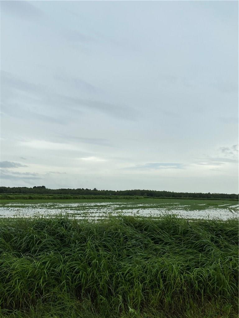 Linscomb Road Elton, LA 70532 - Photo 1 of 4 Gallery Image 1