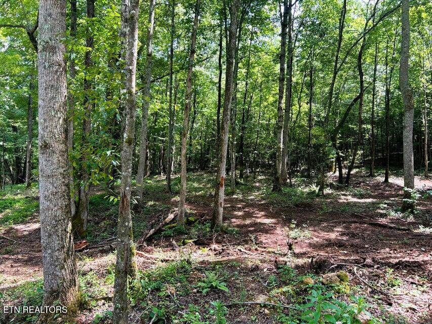 7 Pleasant Hill Road Ten Mile, TN 37880 - Photo 11 of 27 PH 7 Hardwoods top