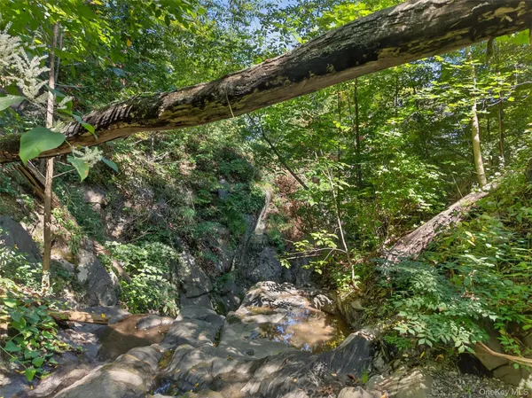 a view of a lush green forest