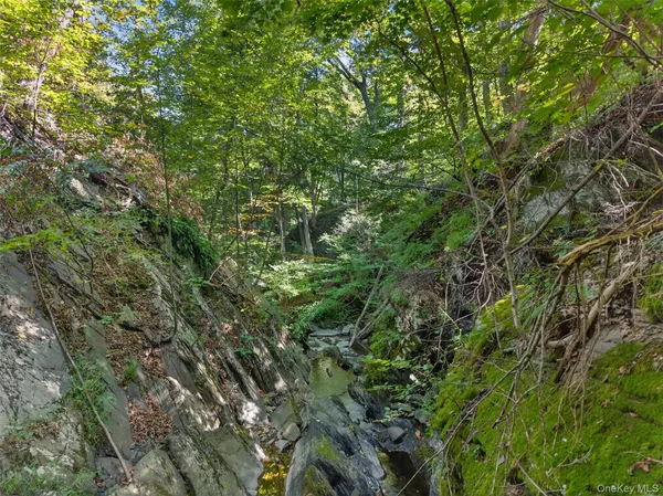 a view of a forest with lots of trees