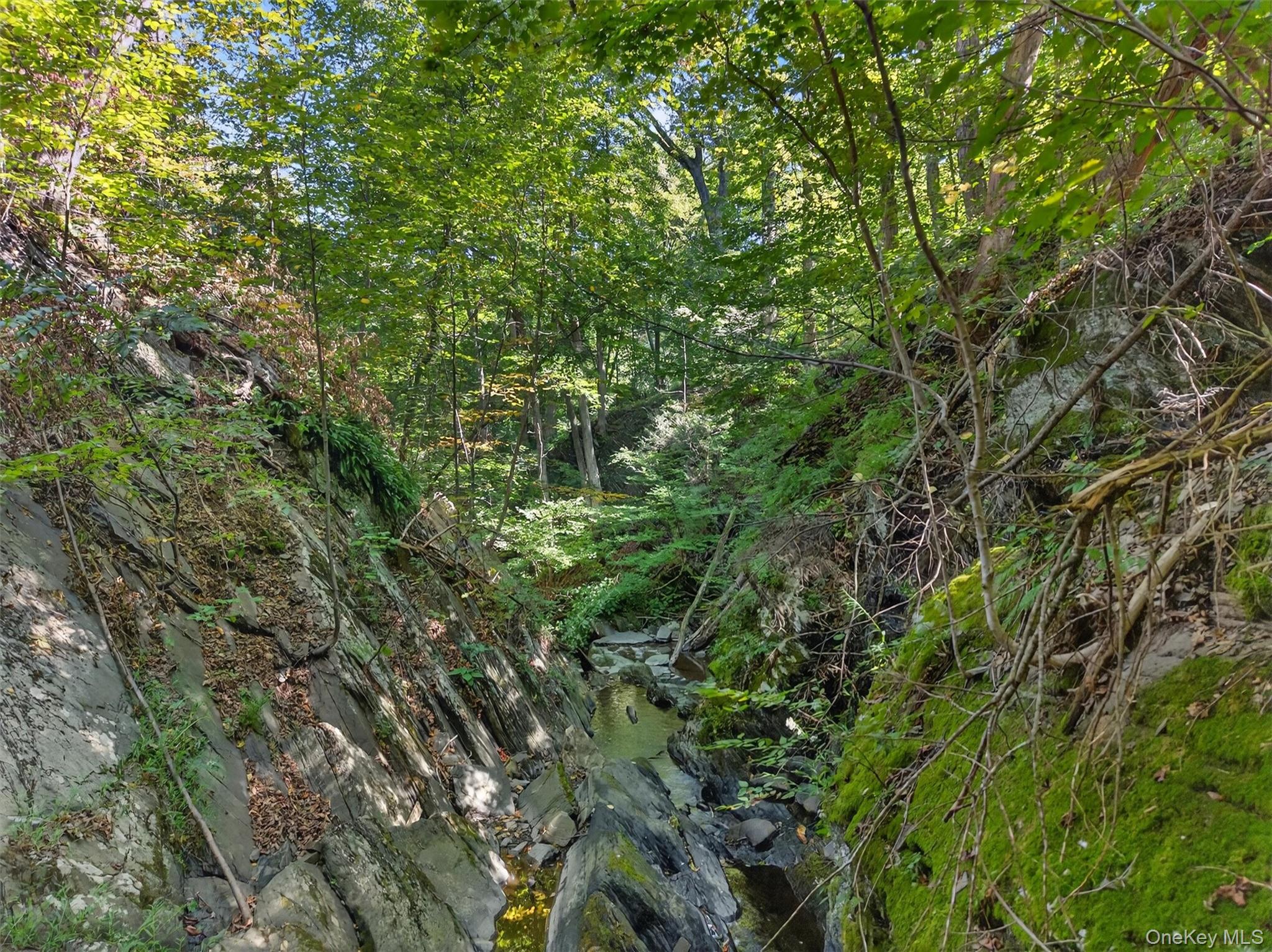 331 Mountain Lodge Road Blooming Grove, NY 10950 - Photo 15 of 50 a view of a lush green forest
