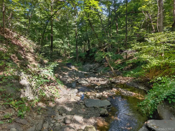 a view of a forest with a tree