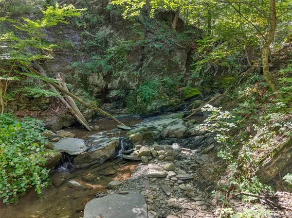 a view of a forest with a tree