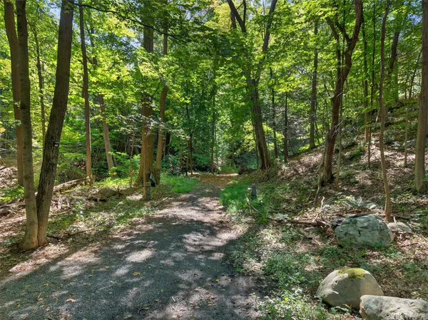 a view of a forest with trees in the background