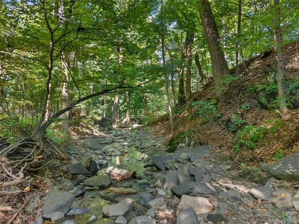 a view of a forest with trees