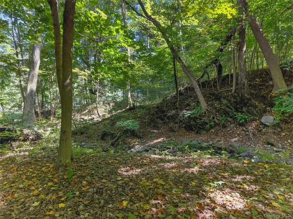 a view of a forest with lawn chairs