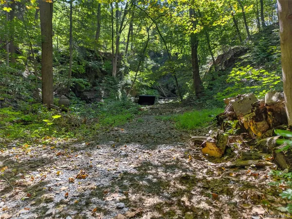 a view of a forest with trees