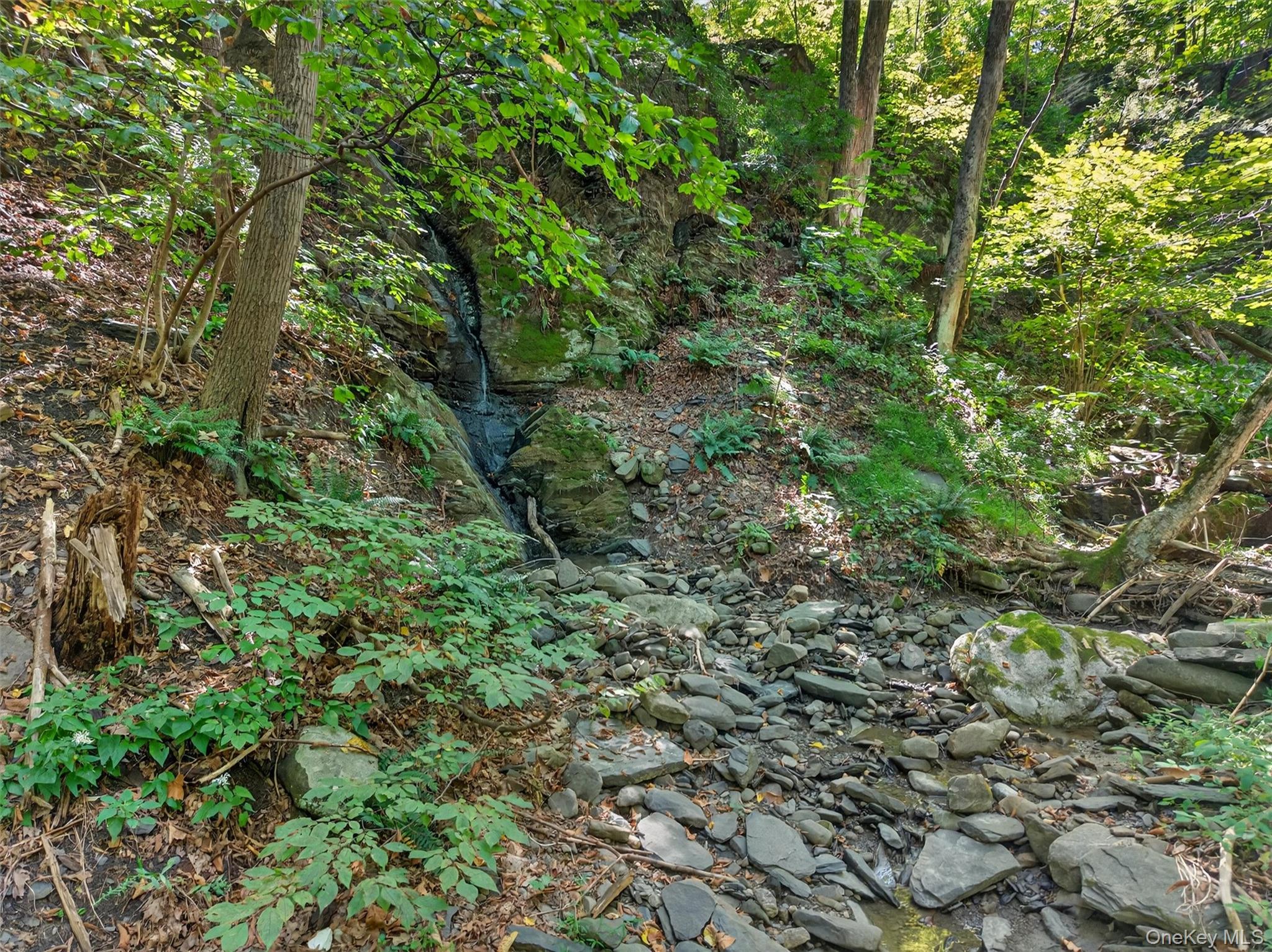 331 Mountain Lodge Road Blooming Grove, NY 10950 - Photo 31 of 50 a view of a forest with plants and large trees