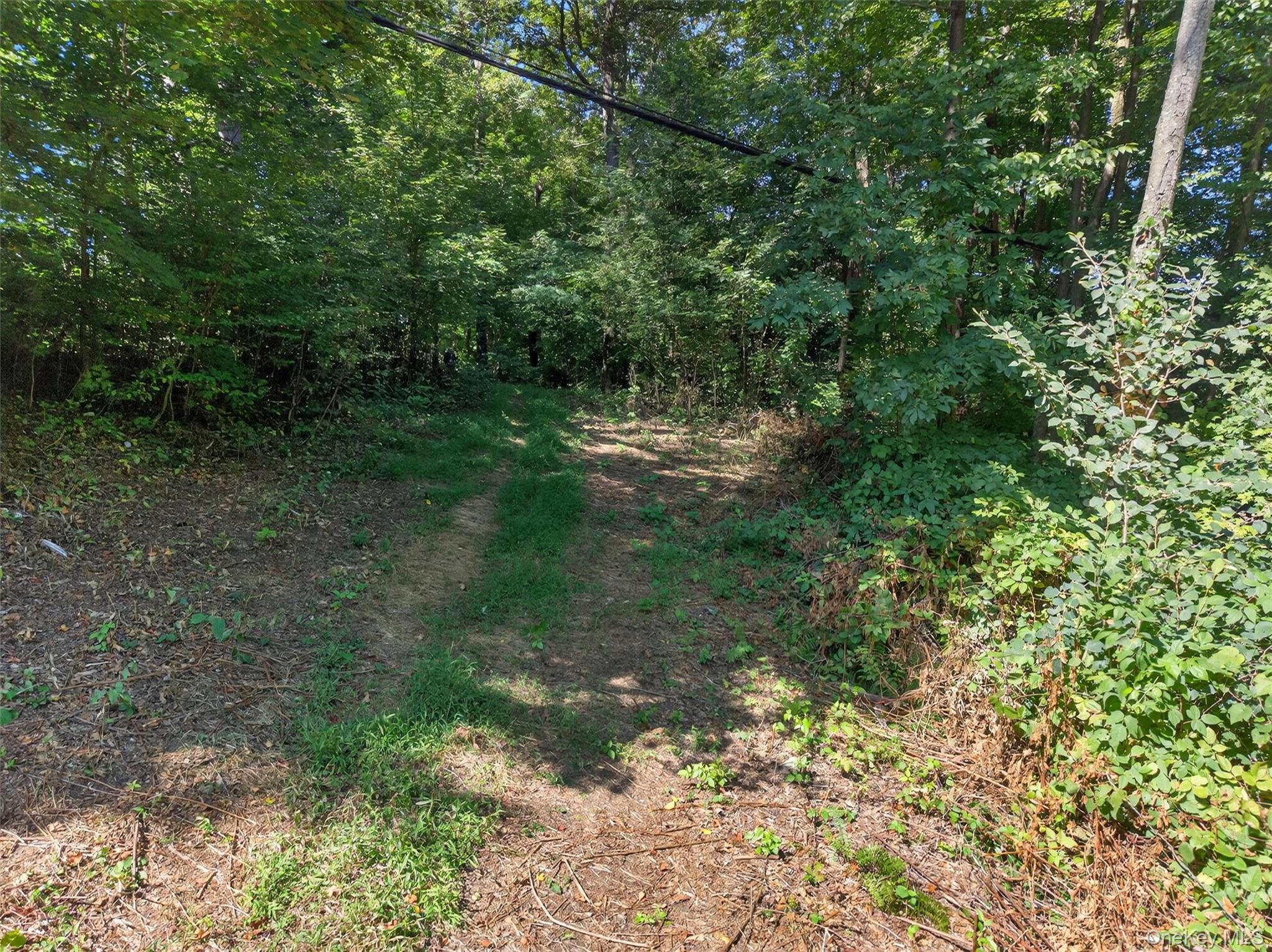 331 Mountain Lodge Road Blooming Grove, NY 10950 - Photo 36 of 50 a view of a forest with a tree