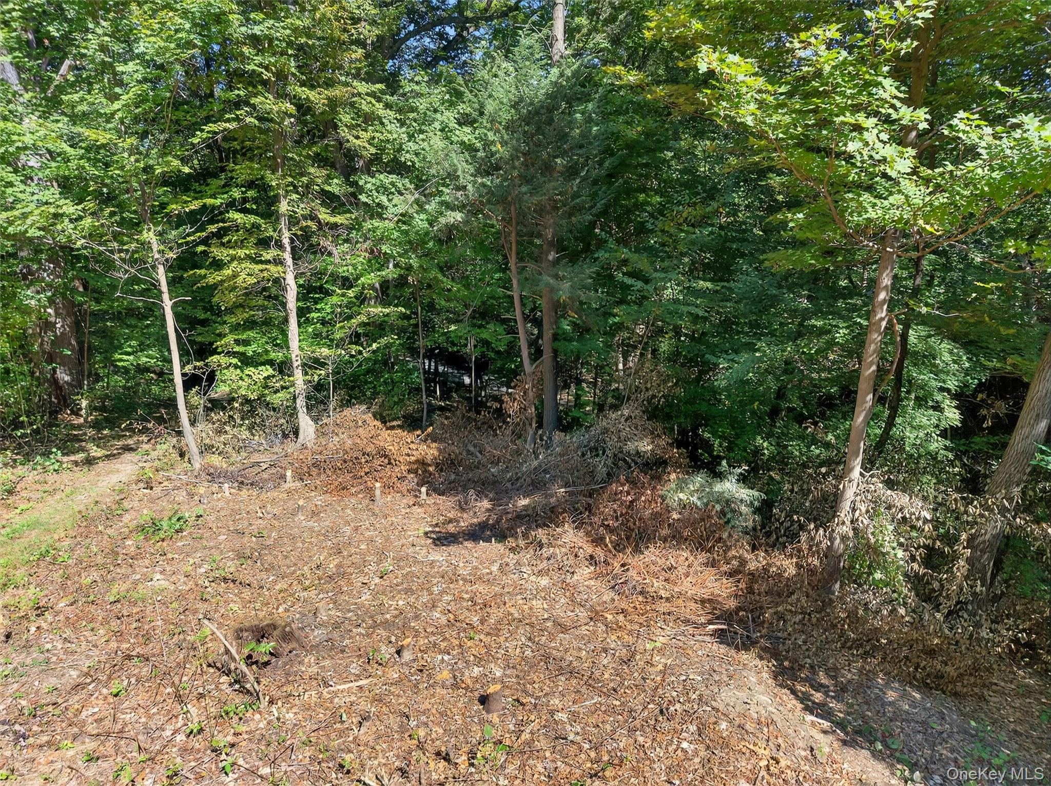 331 Mountain Lodge Road Blooming Grove, NY 10950 - Photo 38 of 50 a view of a forest filled with trees
