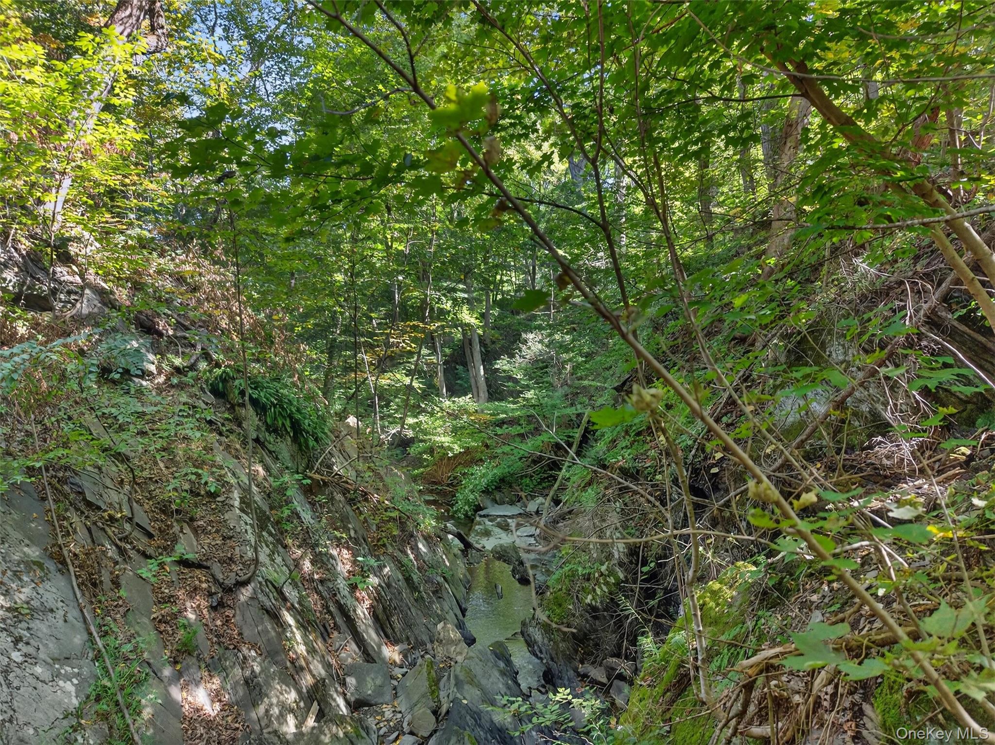 331 Mountain Lodge Road Blooming Grove, NY 10950 - Photo 8 of 50 a view of a lush green forest with lots of trees