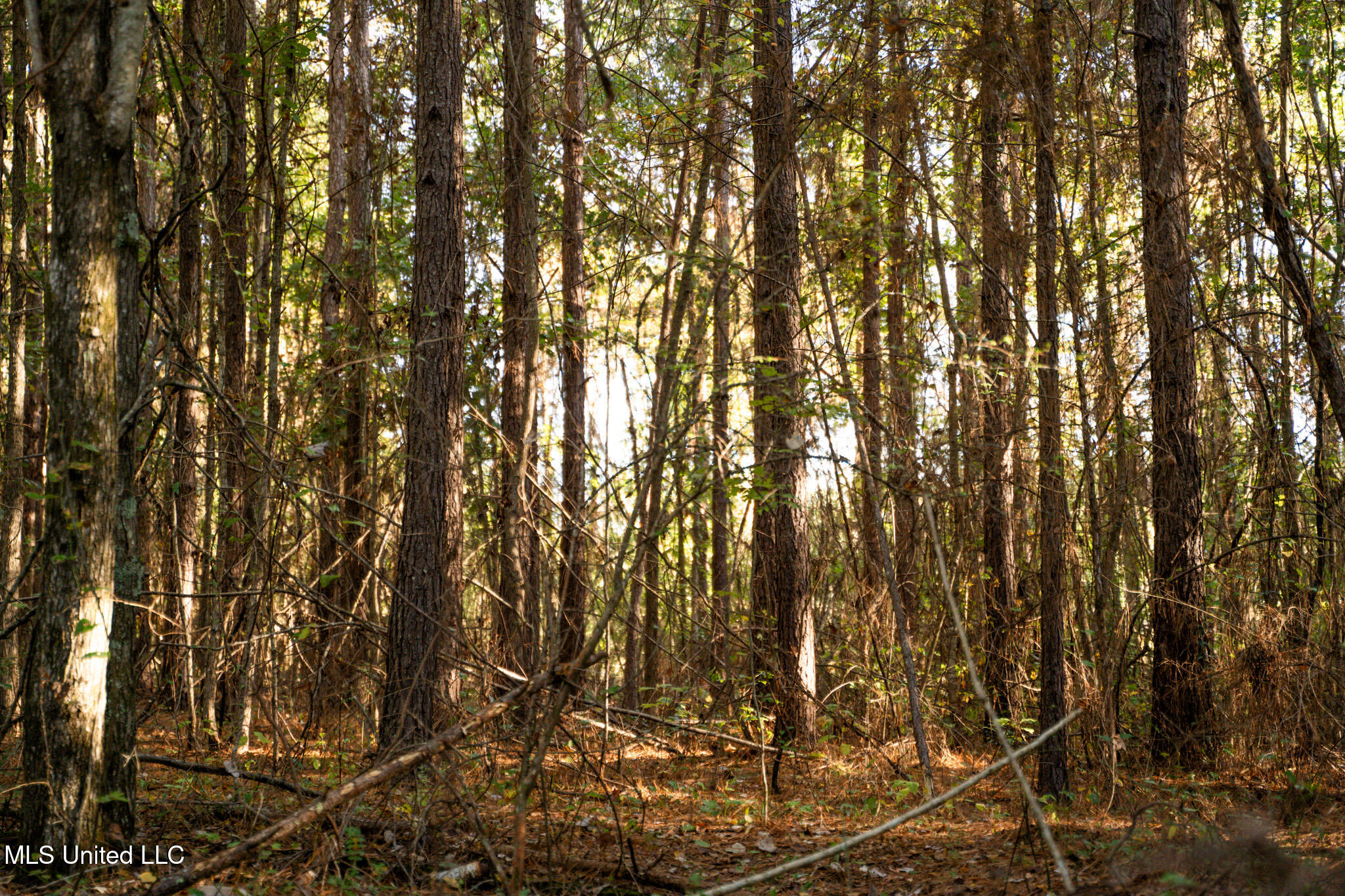 Sand Flat Road Meridian, MS 39301 - Photo 2 of 8 DSC07420