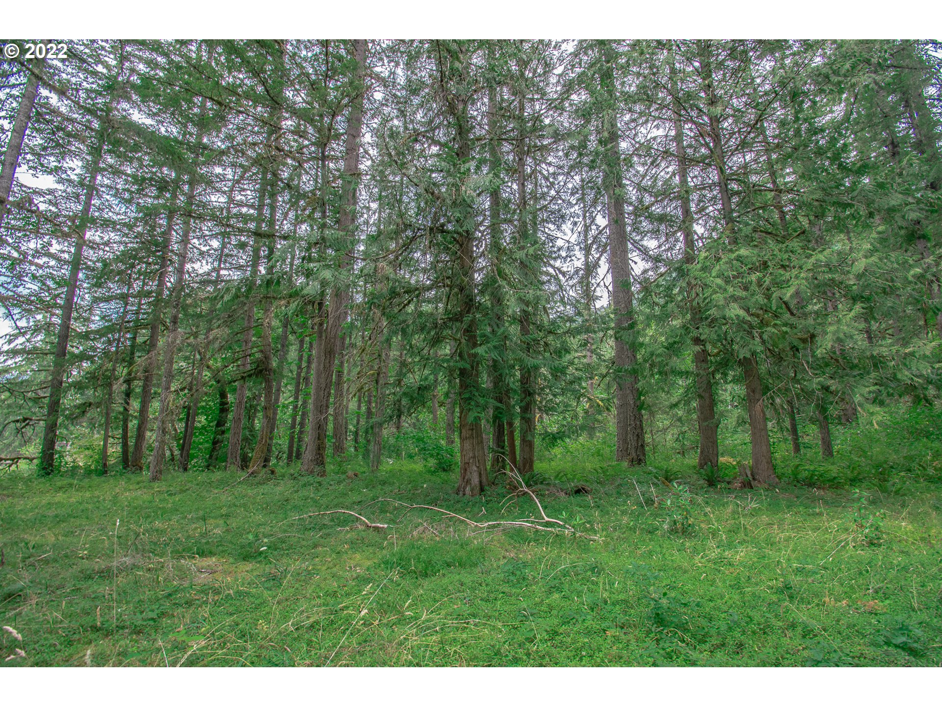 38435 Row River Road Dorena, OR 97434 - Photo 28 of 32 a open area with lots of trees