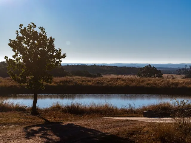 a view of a yard with a tree