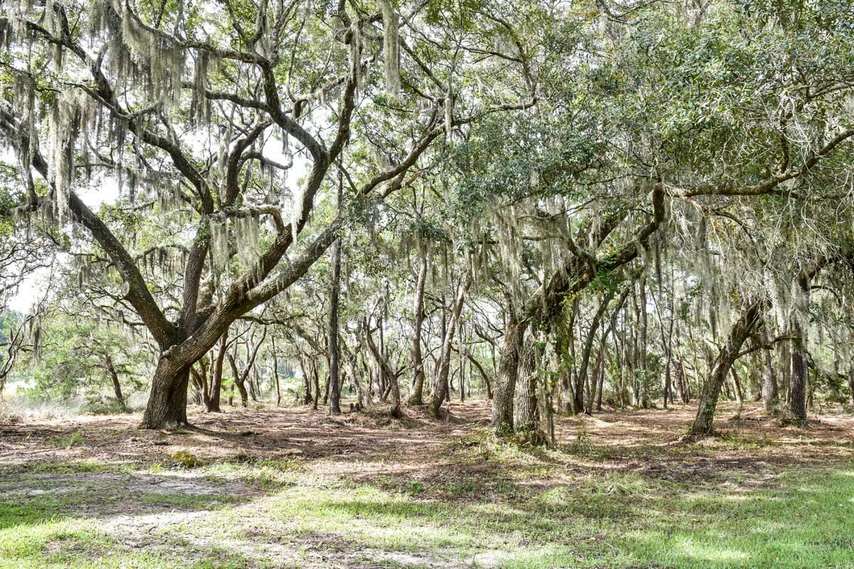 2569 Abbapoola Road Johns Island, SC 29455 - Photo 18 of 58 DSC_2209