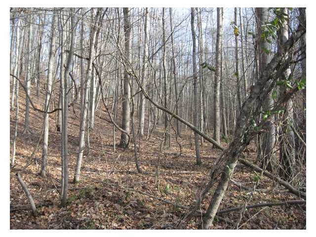 0 Scott School Road Vinton, OH 45686 - Photo 9 of 12 Gallery Image 9