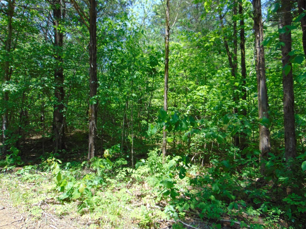 468 Co Road Englewood, TN 37329 - Photo 11 of 33