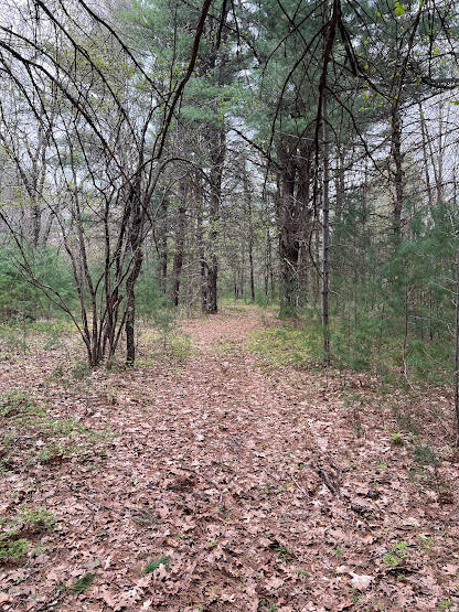 20544 Moss Road Wellston, MI 49689 - Photo 13 of 56 IMG_7331
