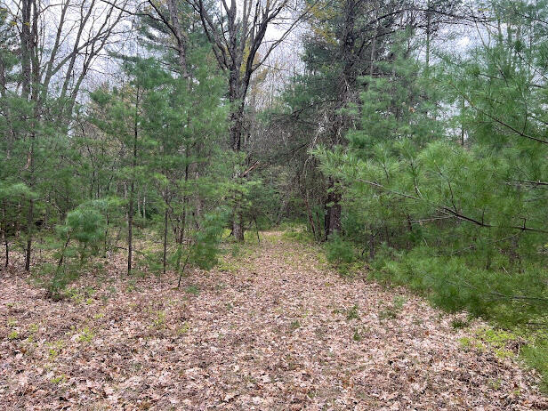 20544 Moss Road Wellston, MI 49689 - Photo 14 of 56 IMG_7330
