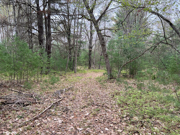 20544 Moss Road Wellston, MI 49689 - Photo 15 of 56 IMG_7319