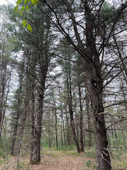 20544 Moss Road Wellston, MI 49689 - Photo 20 of 56 IMG_7315