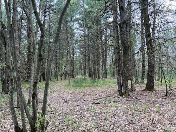 20544 Moss Road Wellston, MI 49689 - Photo 23 of 56 IMG_7311