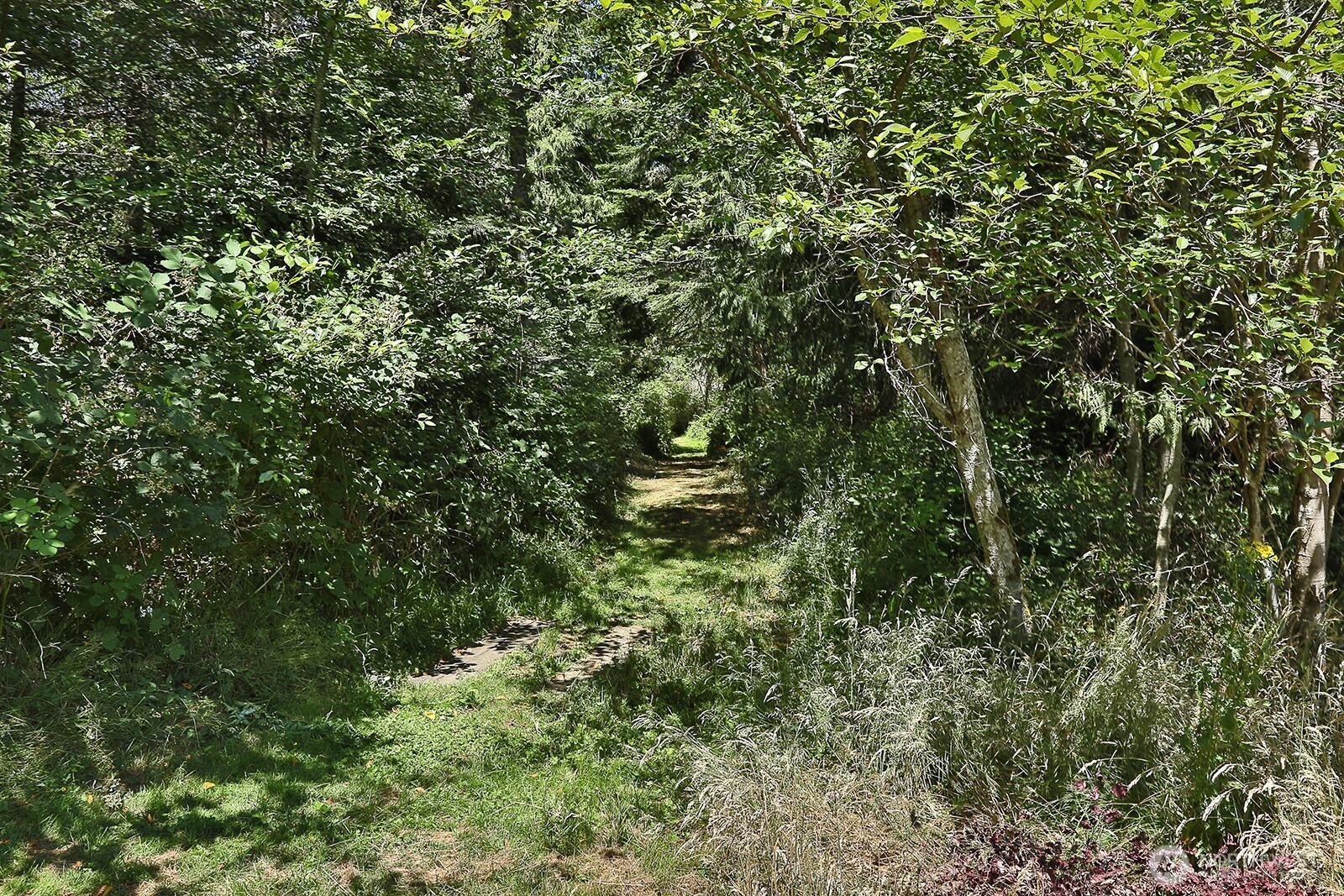 1677 Lancaster Road Freeland, WA 98249 - Photo 38 of 40 a view of a lush green forest