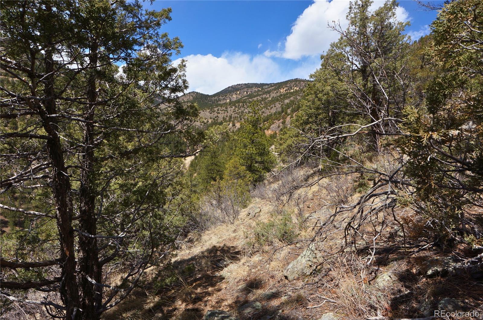 0 Virginia Canyon Road Idaho Springs, CO 80452 - Photo 22 of 45 a view of a large tree