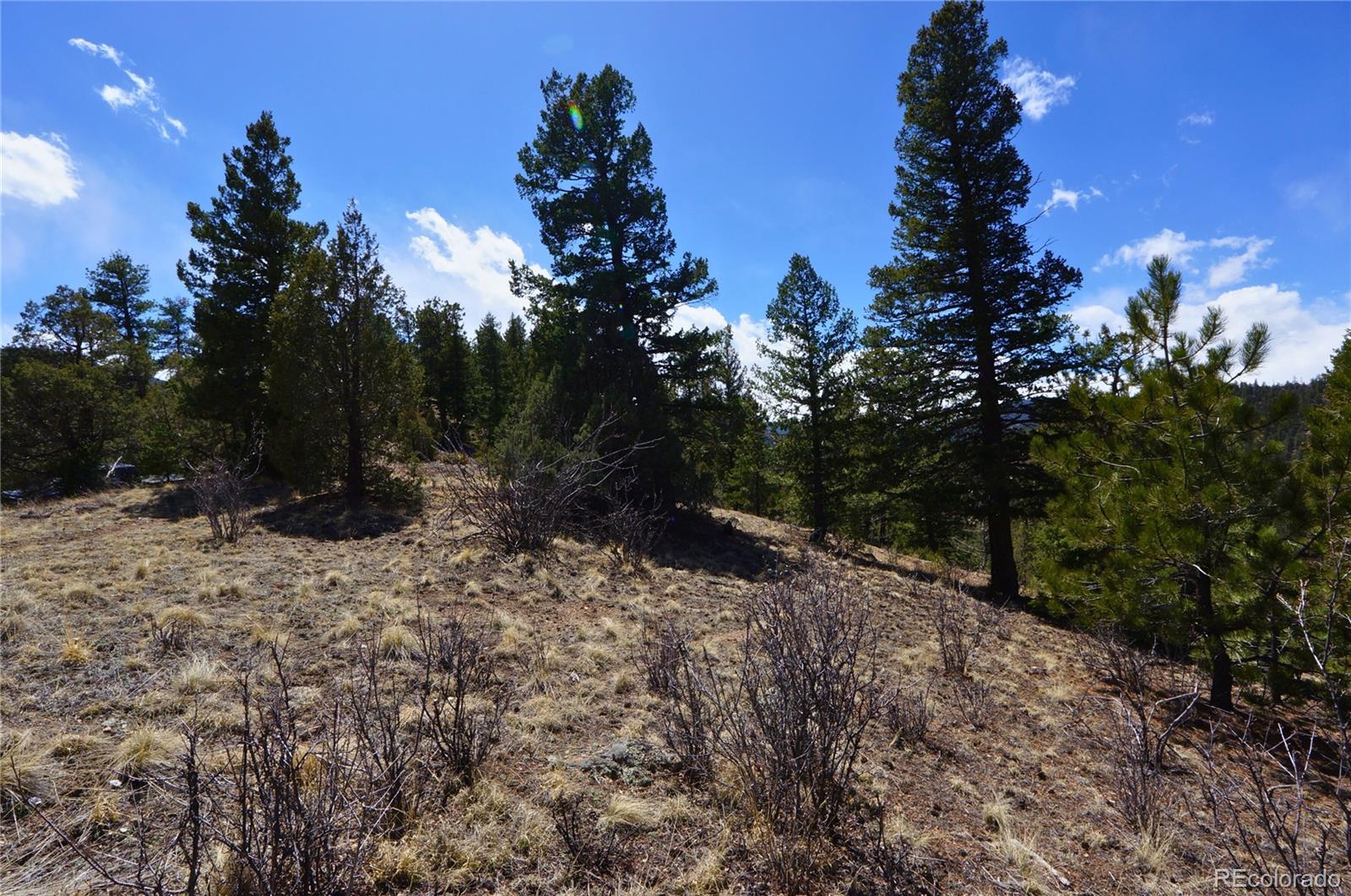 0 Virginia Canyon Road Idaho Springs, CO 80452 - Photo 8 of 45 a view of a forest filled with trees