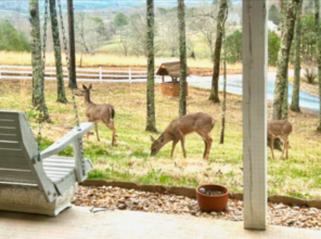 401 Emerine Road Blairsville, GA 30512 - Photo 52 of 53 Gallery Image 52
