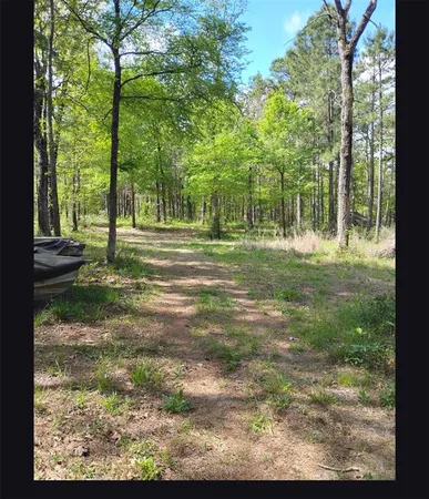 a view of a yard with large trees