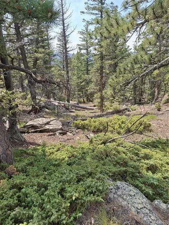 a view of a yard with plants and large trees