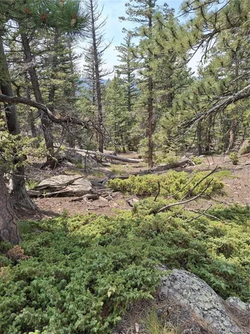 a view of a yard with plants and large trees
