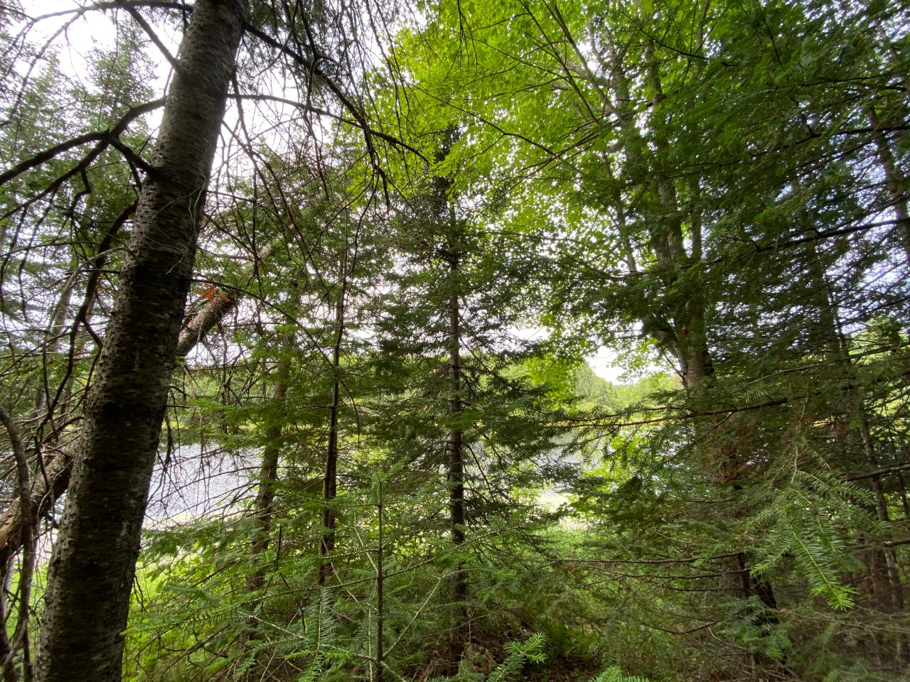 Lot 13 State Line Lake Road East Marenisco, MI 49947 - Photo 6 of 21 Gallery Image 6