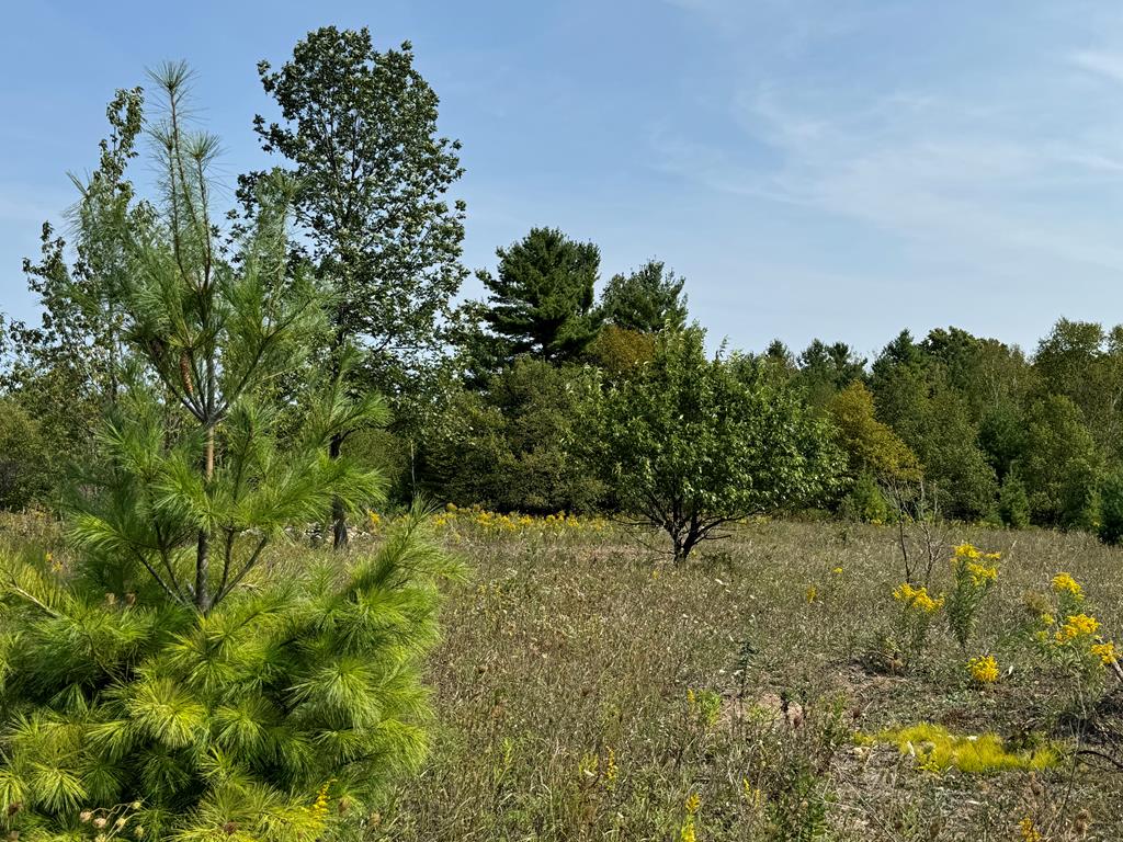 Lot 3 Division Road Egg Harbor, WI 54209 - Photo 4 of 11