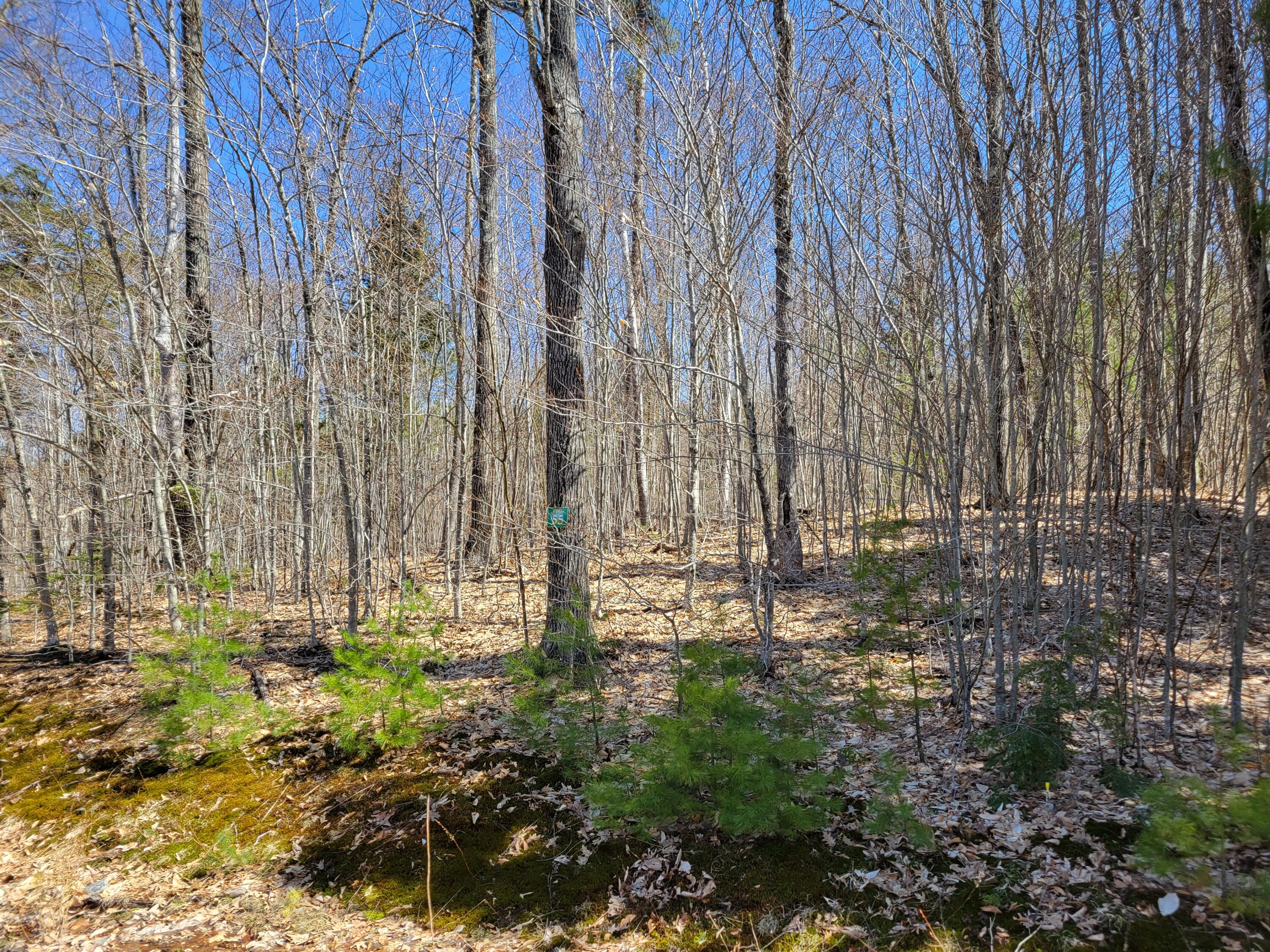 Lot #55 Oak Ridge Road Bethel, ME 04217 - Photo 2 of 4 20240426_110013