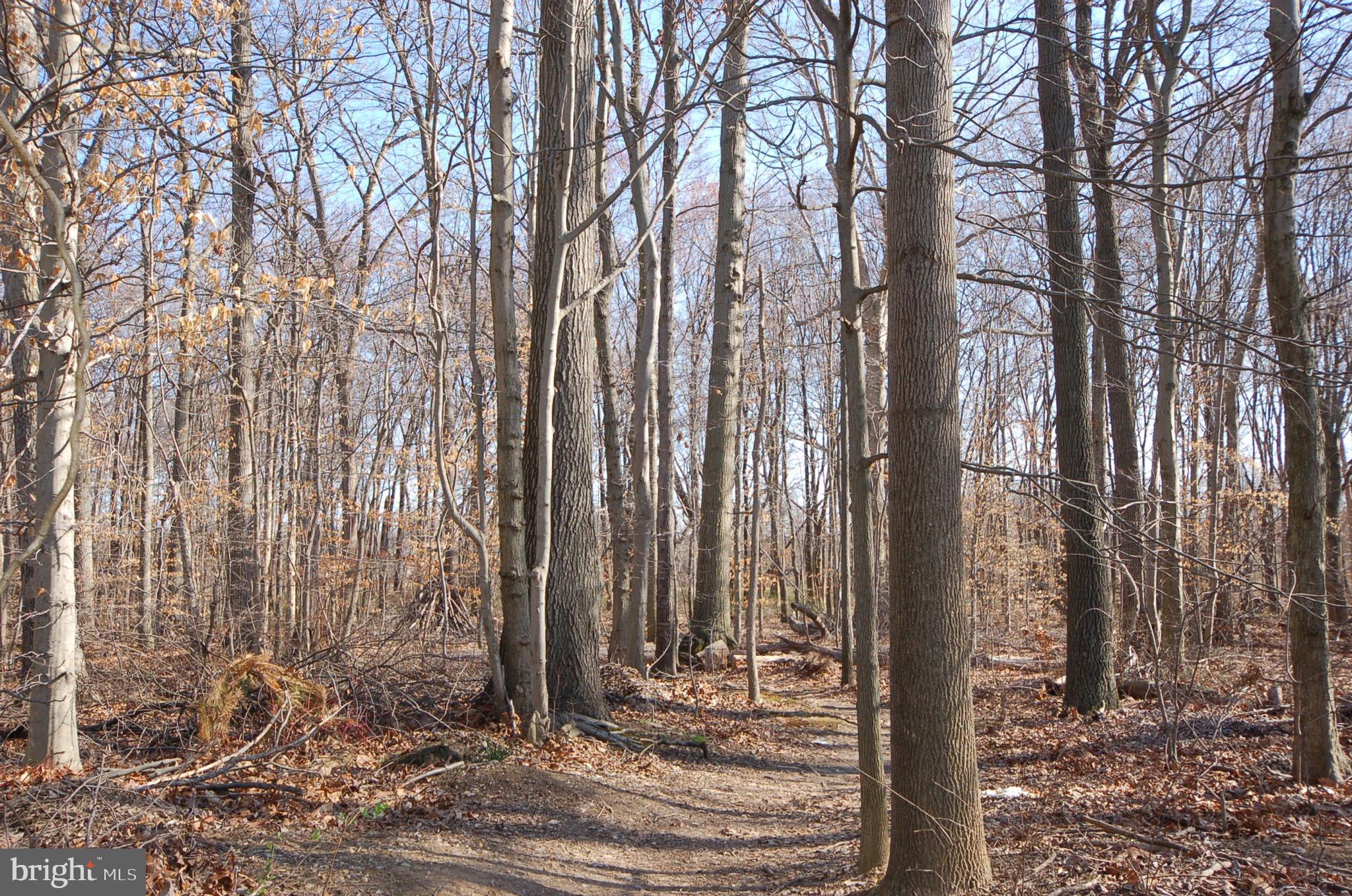 5033 Kemsley Road Rosedale, MD 21237 - Photo 59 of 63 Woods with mature trees
