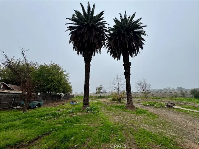 a palm tree sitting in front of a yard with swimming pool