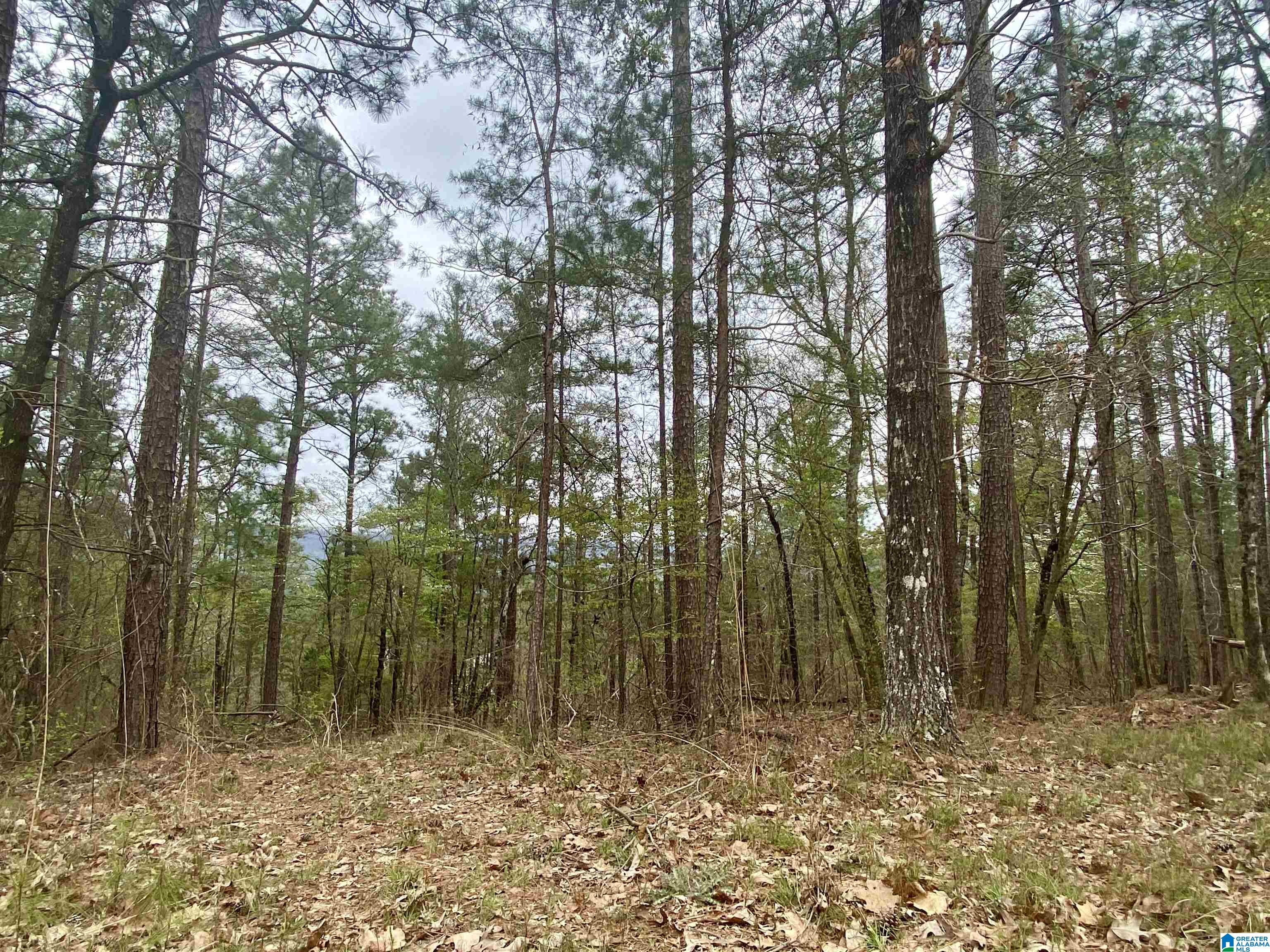 Parcel 2 Sandridge Road, Unit PARCEL 2 Leeds, AL 35094 - Photo 5 of 5