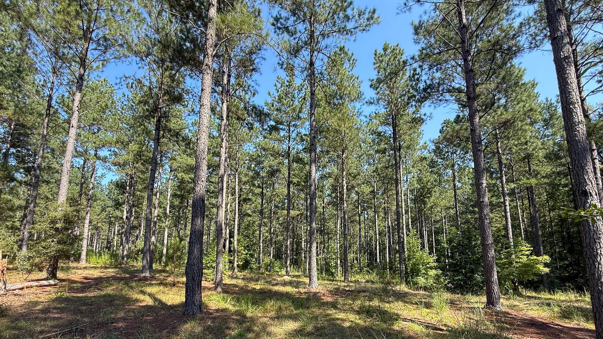 0 Lee Foster Road Union, SC 29379 - Photo 11 of 23 Brushy Creek Compass South Land Sales-32