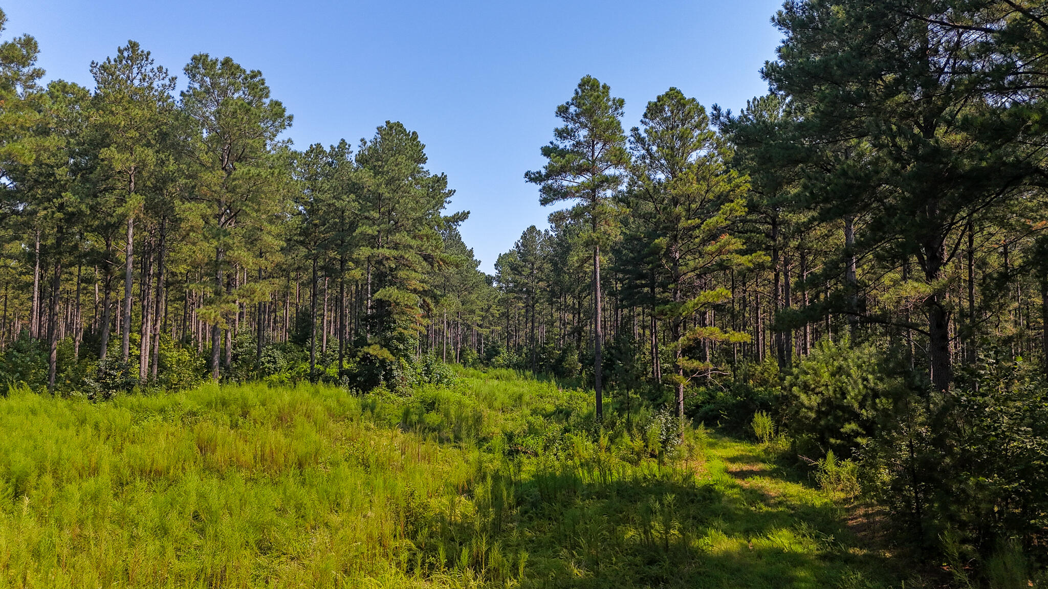 0 Lee Foster Road Union, SC 29379 - Photo 3 of 23 Brushy Creek Compass South Land Sales-24