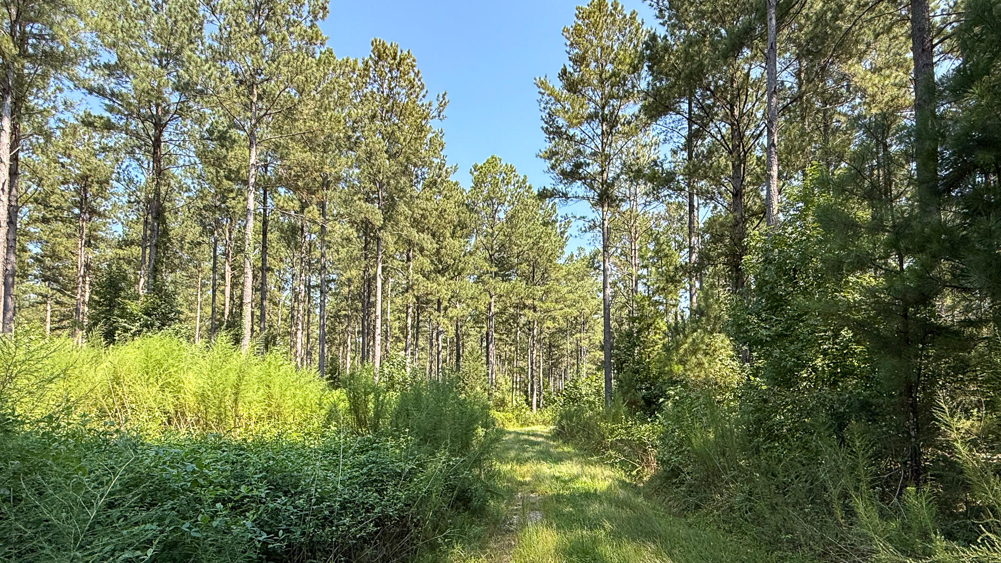 0 Lee Foster Road Union, SC 29379 - Photo 4 of 23 Brushy Creek Compass South Land Sales-25