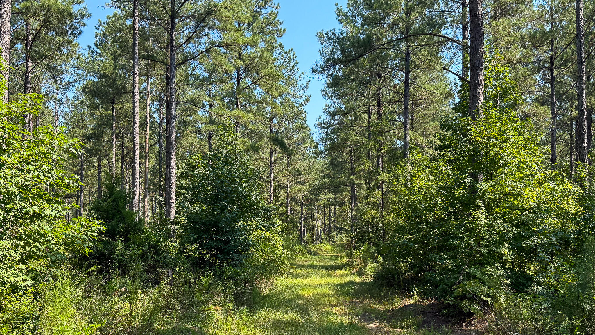 0 Lee Foster Road Union, SC 29379 - Photo 5 of 23 Brushy Creek Compass South Land Sales-26