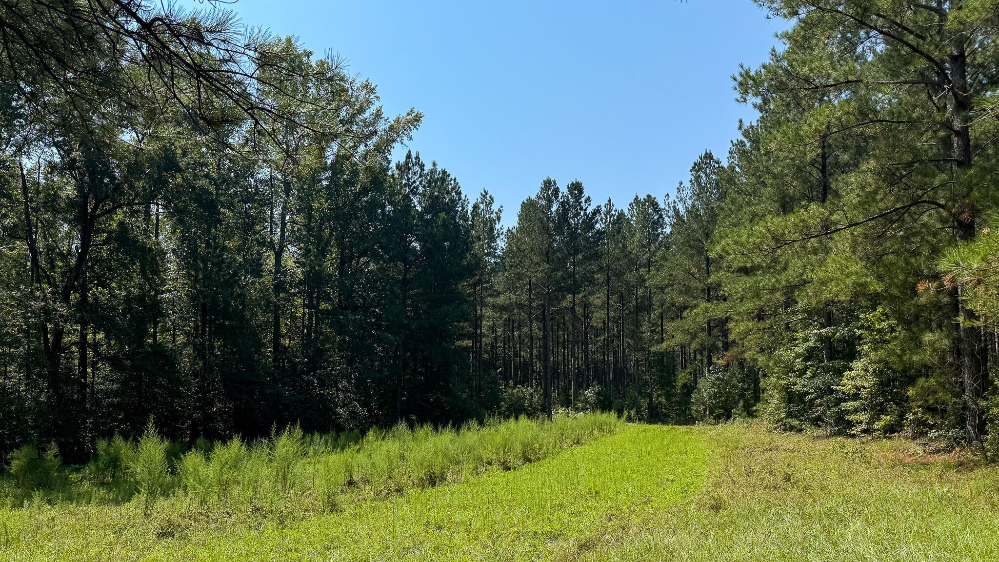 0 Lee Foster Road Union, SC 29379 - Photo 8 of 23 Brushy Creek Compass South Land Sales-29