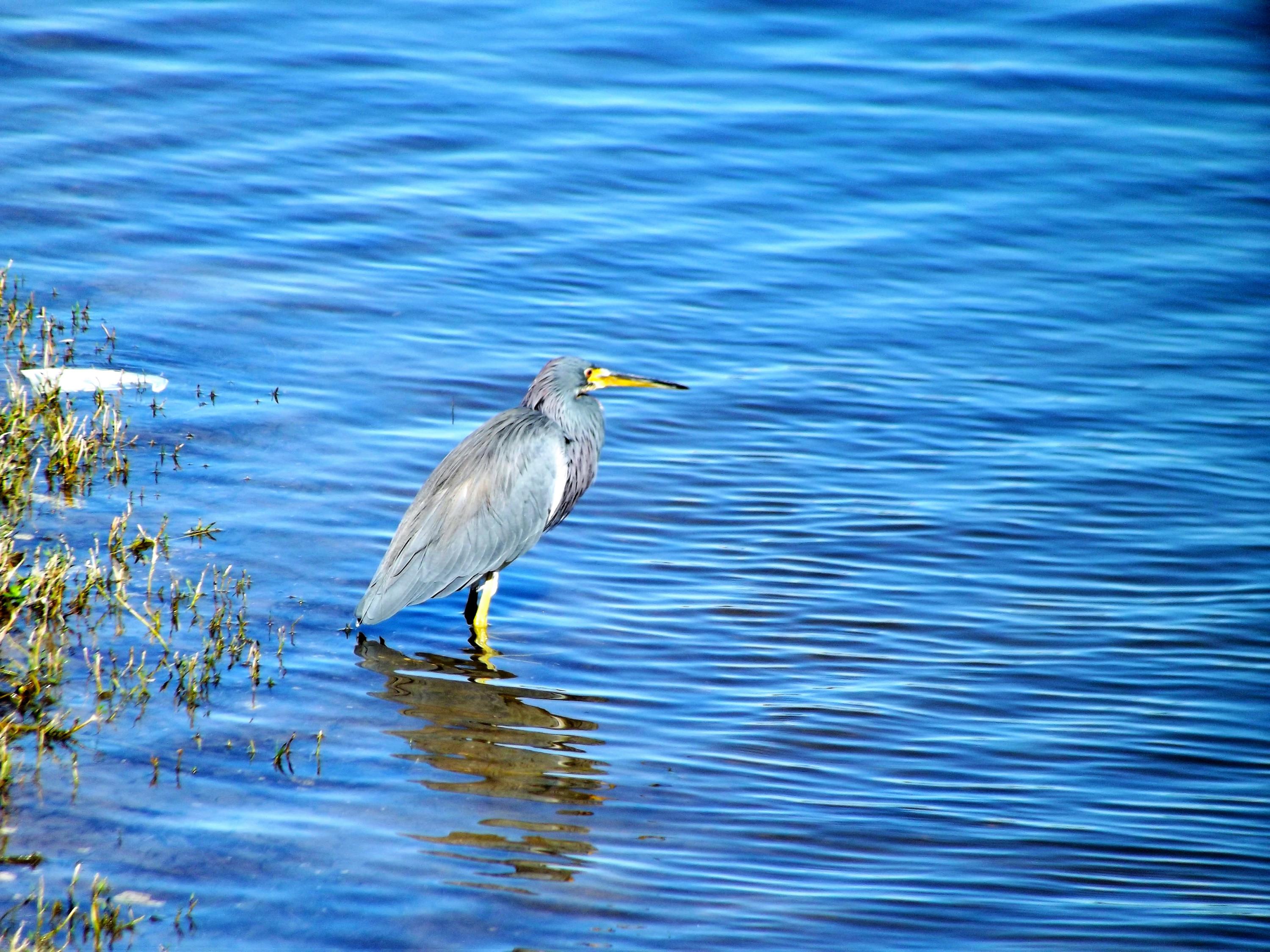 2600 Greenwood Terrace, Unit G101 Boca Raton, FL 33431 - Photo 6 of 28 wildlife on lake