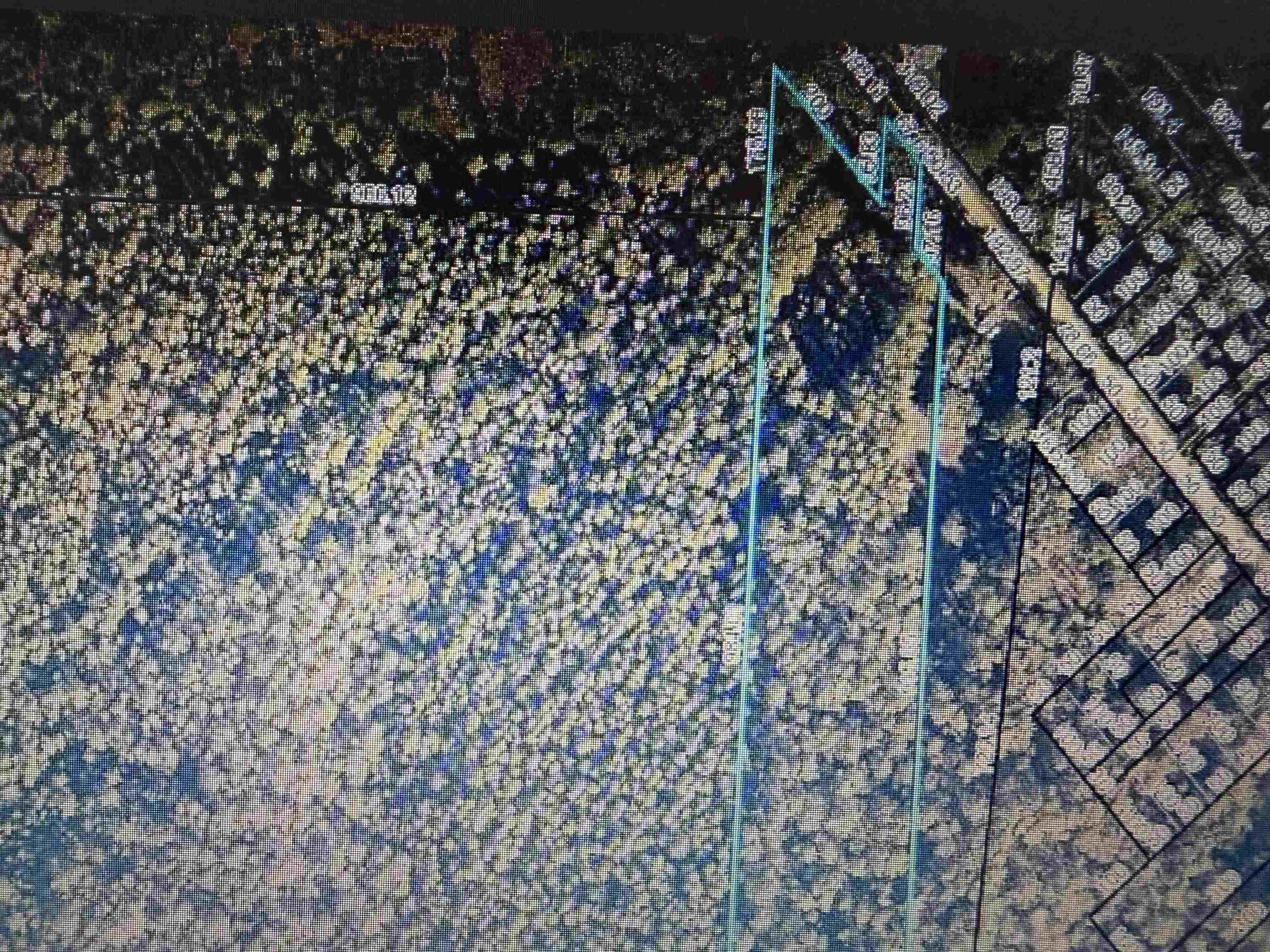 6121 Armstrong Road Elkton, FL 32033 - Photo 2 of 2 a picture of a tree