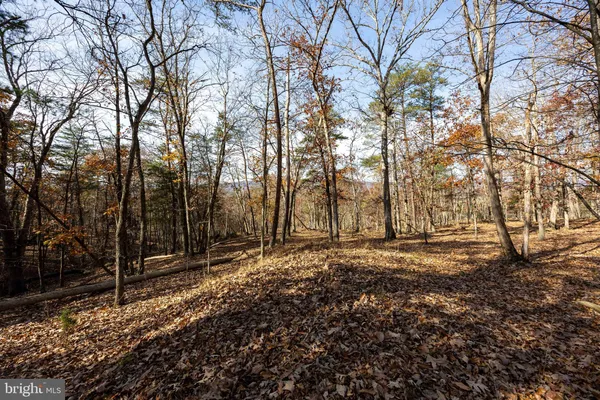 a view of a lot of trees and bushes